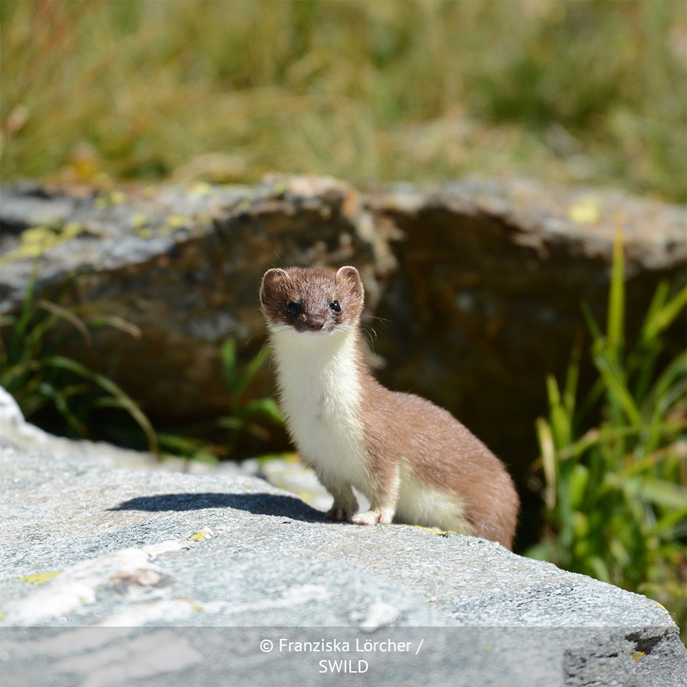 A photograph of a "least weasel," a type of Swiss weasel, crouching on a rock with an alert expression.