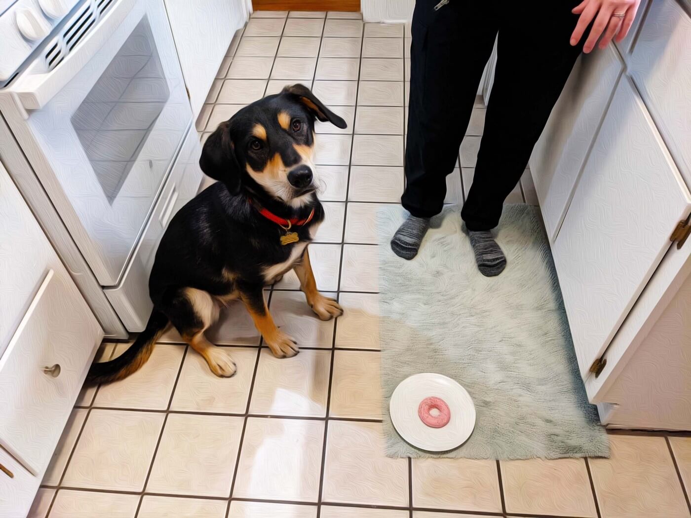 A photo of Poppy the dog looking upward at the camera next pink doughnut on a plate that is inexplicably on the kitchen door near the dog. Someone in socks (only the legs can be seen) stands near the dog